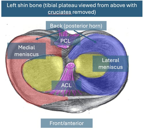 What is a meniscus?